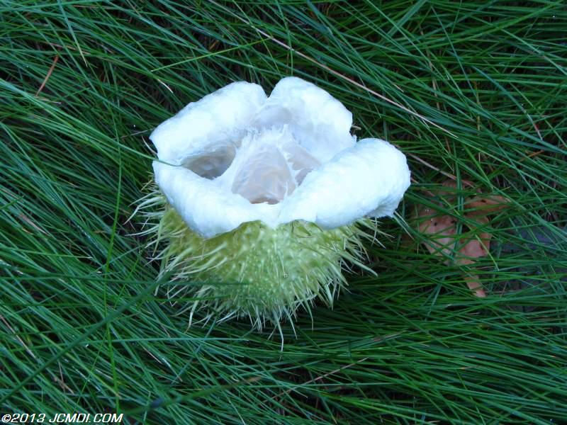 The Alien Seeds fruit from the Wild Cucumber plant (also called Man-Root), looks somewhat like the seed pod from the movie Alien!
